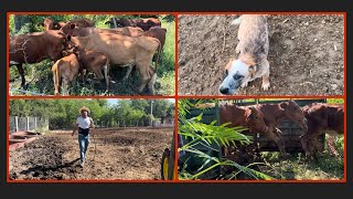 TRABAJANDO 3 DÍAS MOVIMIENTO DE GANADO la vida del rancho 🌿🌳🫏🐄🌧️✍️ranchero95 [upl. by Aw]