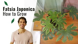 How to Grow and Care for a Fatsia Japonica Indoors [upl. by Nahtanoj601]