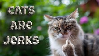 Cats are jerks 🐱 Try not to laugh [upl. by Newberry]