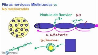 Fibras nerviosas mielinizadas y no mielinizadas conduccion saltatoria  Fisiologia [upl. by Claudelle]