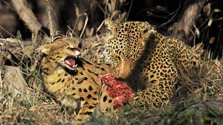 Clash of Titans Serval Cat vs Leopard  A Wildlife FaceOff [upl. by Ardnait]