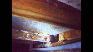 Timber Survey Woodworm and Rot [upl. by Funch383]