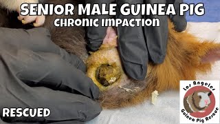 Rescued Male Senior with Chronic Guinea Pig Pocket Impaction Boar Cleaning Footage and Info [upl. by Onidranreb]