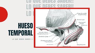 Hueso Temporal 3 Porciones y 2 Caras [upl. by Alebasi]