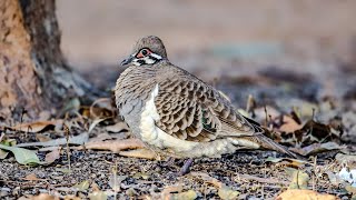 Pigeons and Doves of Australia A Documentary [upl. by Nwadal]