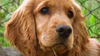 Cocker Spaniel Training Tips How to train a Cocker Spaniel at home [upl. by Aihsatan57]