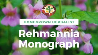 Rehmannia Monograph  Herbal Review with Doctor Jones [upl. by Leanora724]