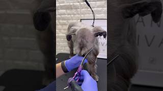 Schnauzer face schnauzer doggroomingtips dogs [upl. by Hecklau]