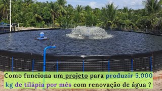 PISCICULTURA 497 Como produzir 5 000 kg de tilápia por mês como renovação de água [upl. by Pascoe]