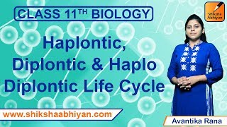 Haplontic Diplontic amp Haplo Diplontic Life Cycle  Plant Kingdom  CBSE Class 11 Biology [upl. by Yate623]