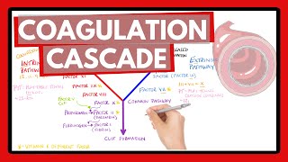 Coagulation Cascade  Easy Way To Remember Intrinsic vs Extrinsic Pathways  PT or PTT [upl. by Barboza]