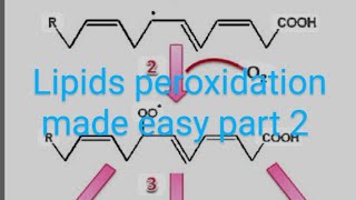 CV B 004Significance of lipid peroxidation part 2 [upl. by Licec441]