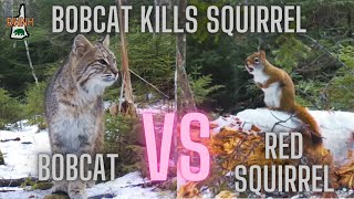 Bobcat Kills Squirrel  New Hampshire [upl. by Schlenger955]