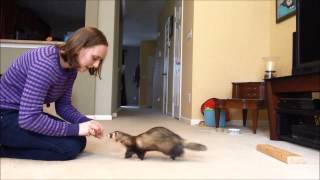 Training a Ferret to Stay [upl. by Ail]