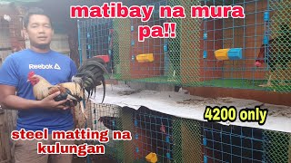 Paano gumawa ng matibay na tangkal ng manok kulungan ng manok panabong [upl. by Thaddaus308]