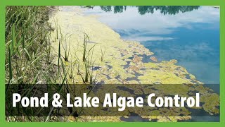 How to Get Rid of Algae in a Pond  Pond amp Lake Algae Control [upl. by Odlabu]