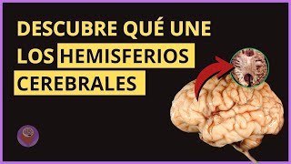 Cómo FUNCIONAN Los Hemisferios Cerebrales  Neuroaprendizaje [upl. by Arec]