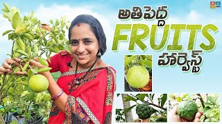 Fruits Harvest on terrace  TELUGU GARDEN VLOG [upl. by Yrod]