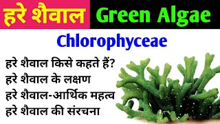 हरे शैवाल Green Algae  chlorophyta  chlorophyceae  characteristics amp importance of green algae [upl. by Frida]