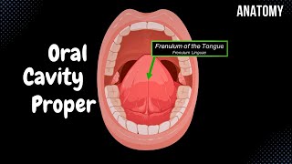 Oral Cavity Proper Palate amp Tongue  Oral Cavity Anatomy [upl. by Petra455]