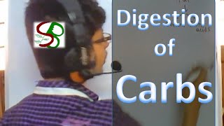 Human physiology lecture  Digestion of carbohydrates [upl. by Edithe631]