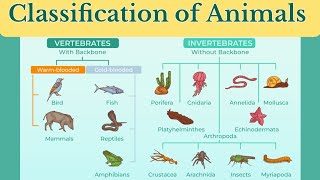 animal classification vertebrates and invertebratesclassification of animalsanimalclassification [upl. by Lachman]