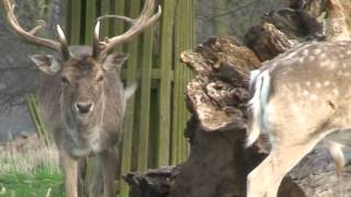 Fallow bucks shedding antlers 2 [upl. by Notlih]