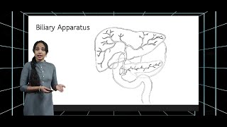 Extra Hepatic Biliary Apparatus [upl. by Amabil174]