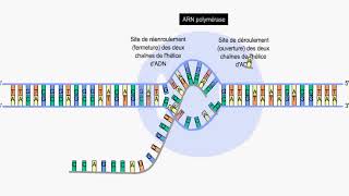 transcription biologieenflash [upl. by Flint]