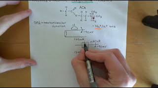 CysLoop Receptors Part 2 [upl. by Darnall]