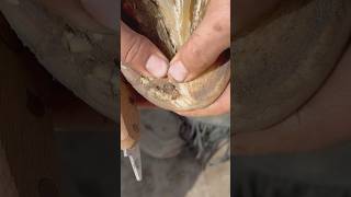 Hoof Infection horse farrier horsecare equestrian horsehoof horsemaintenance horsemanship [upl. by Anaitsirhc]