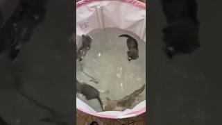 Cat fish 😱😱 cat cats pets catlover cutecat cute funny fyp foryou viralvideo shorts kitty [upl. by Nnahsal]