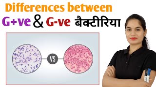 Difference between gram positive and negative bacteria  Gram positive vs Gram negative bacteria [upl. by Nommad]