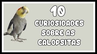 10 CURIOSIDADES SOBRE AS CALOPSITAS [upl. by Asilec871]