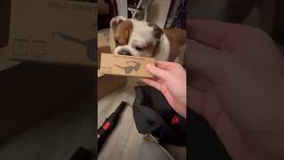 YouTube you sent this box of free goodies for Tia Bulldog and not me😭 englishbulldog shorts dog [upl. by Ahs]