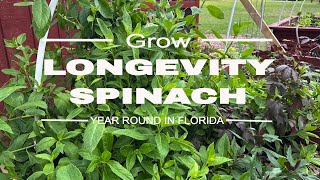 Easy to Grow Longevity Spinach [upl. by Tnemelc]