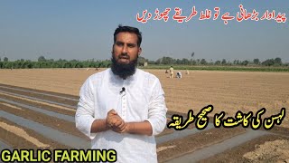 Lahsan ki kasht Garlic cultivation  Lahsan lganay ka sahi treeka khaad ka istamal IR FARM [upl. by Annaiv228]