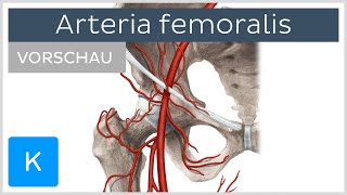 Arteria femoralis Die Oberschenkelarterie Vorschau  Anatomie des Menschen  Kenhub [upl. by Schatz]