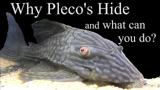 Why Plecos L numbersLoricariids Hide What can you do about it lnumber pleco plecostomus [upl. by Kerby73]