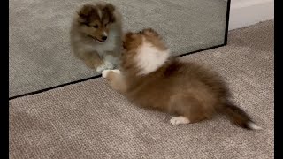 Sheltie puppy sees himself in the mirror for the first time [upl. by Anem]