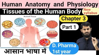 HAP Chapter 3  Tissues of the human body  Epithelial  Connective  Muscular  Nervous tissues [upl. by Eniamert149]