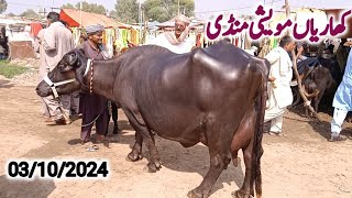 kharian maweshi mandi 03 Oct 2024funny videojanwarmandi pkShazar Riaz official [upl. by Stanway]