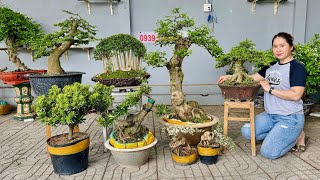 An bonsai 14 0939700449 chào bán lô cây cảnh hoa trái nhiều loại dáng đẹp [upl. by Caiaphas210]