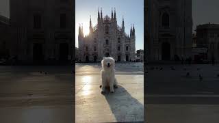 Ear dance in Milan 🇮🇹 dog samoyed cute shorts [upl. by Ttessil]