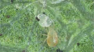 Mesocosm Studies testing sublethal pesticide effects on predatory mites [upl. by Erena]