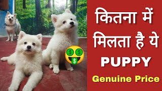 Genuine price of Pomeranian dog in India [upl. by Haonam]