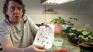 Starting sunflower seeds indoors planting germinated seeds [upl. by Duomham]