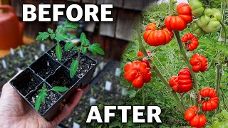 How to Grow Tomatoes Complete Growing Guide [upl. by Sairu]