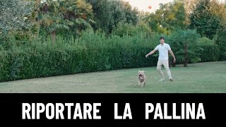 LEZIONE 7 Insegnare al cane come riportare indietro la pallina [upl. by Pfeifer]