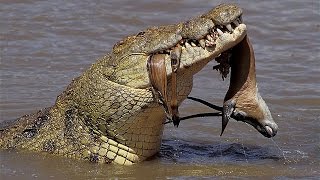 Crocodile Hunting Waterbuck While drinking water In The Riverside [upl. by Eerolam]